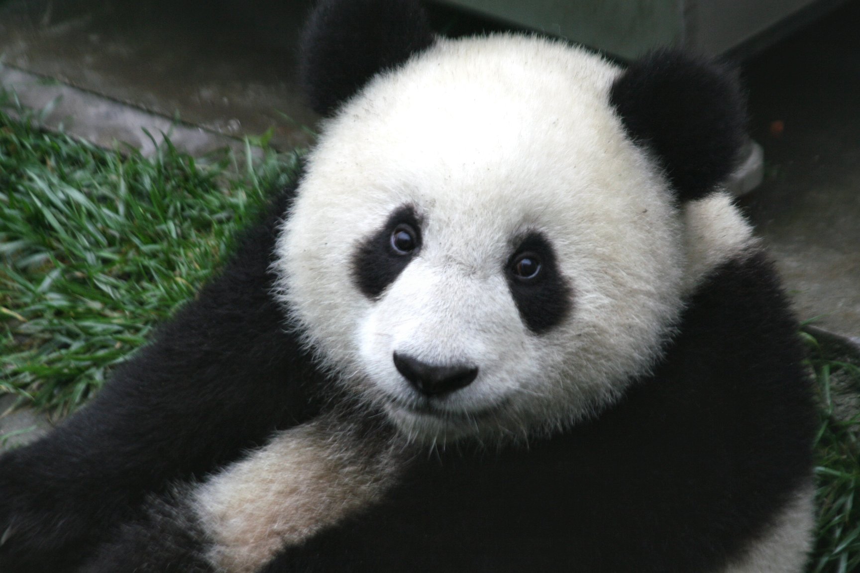 panda_cub
