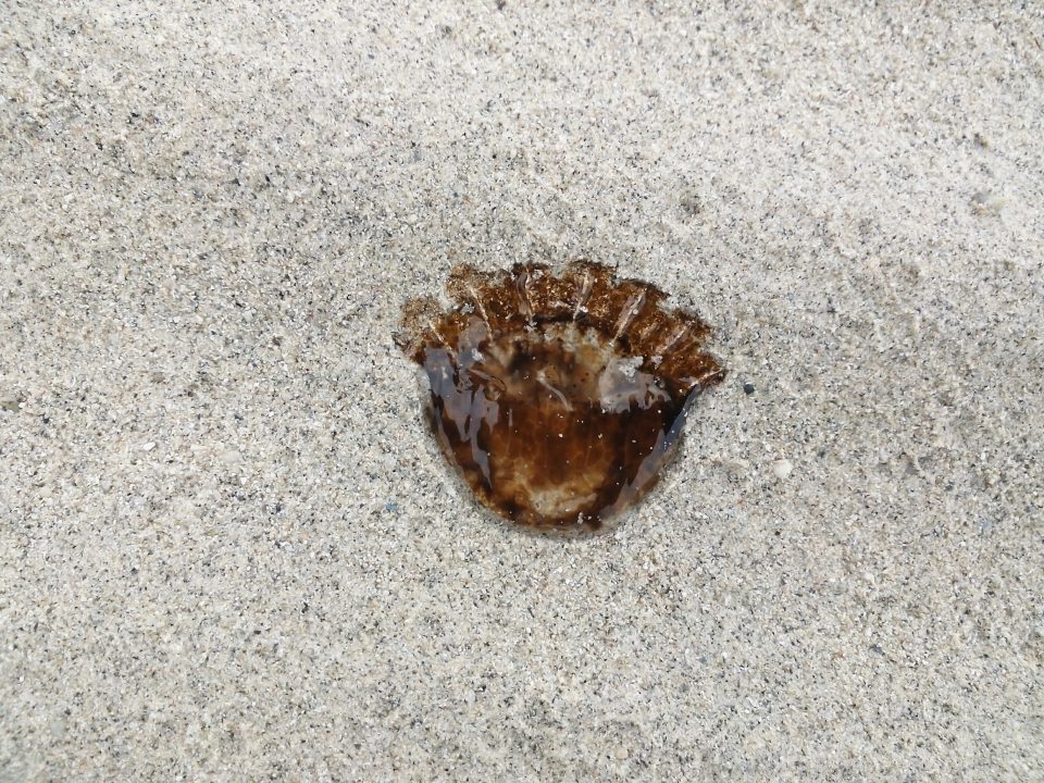 A jelly fish stucked in the sand.