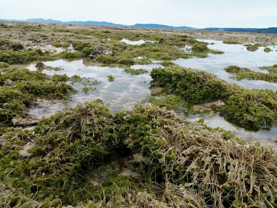 Exploring the sea bed.