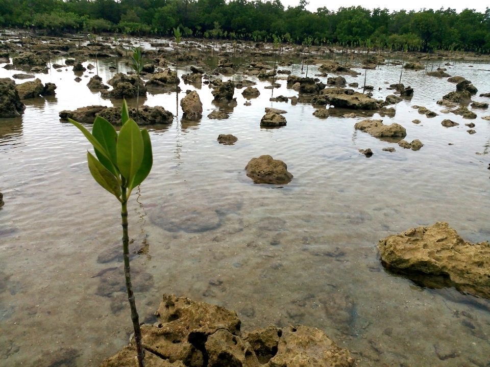 Mangroves starting to spurt and grow.