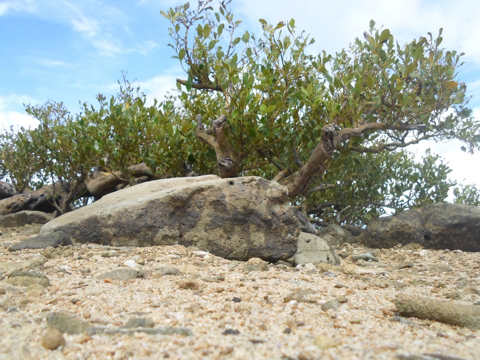 The one and only bonsai tree.